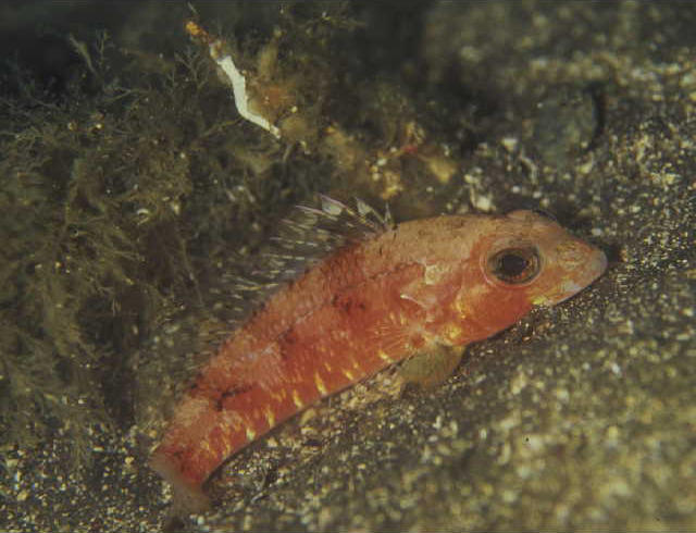 Chelidoperca pleurospila